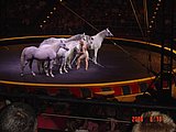 Circus Horses